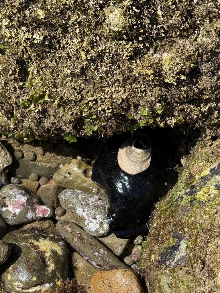 A shiny black giant keyhole limpet clings to rocks in a tide pool, partly shaded, surrounded by small stones and patches of green and yellow algae.