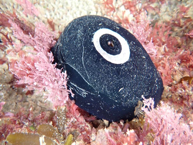 A dark, oval sea snail with a white-ringed hole on top rests among pink coral-like sea plants on the ocean floor.