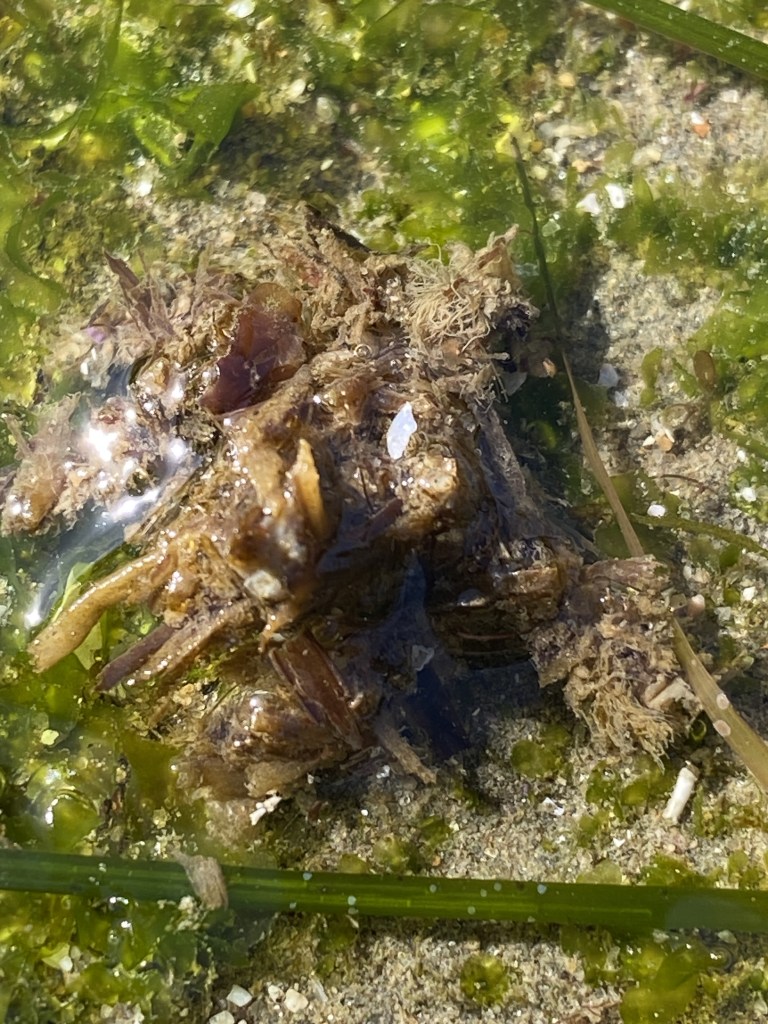 A small decorator crab camouflaged with seaweed and debris rests in shallow water on a sandy, green algae-covered tide pool floor.