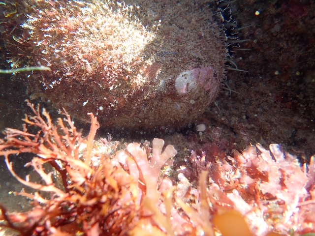 A camouflaged green abalone clings to a rocky underwater surface, surrounded by reddish and pink seaweed with sunlight filtering through the water.