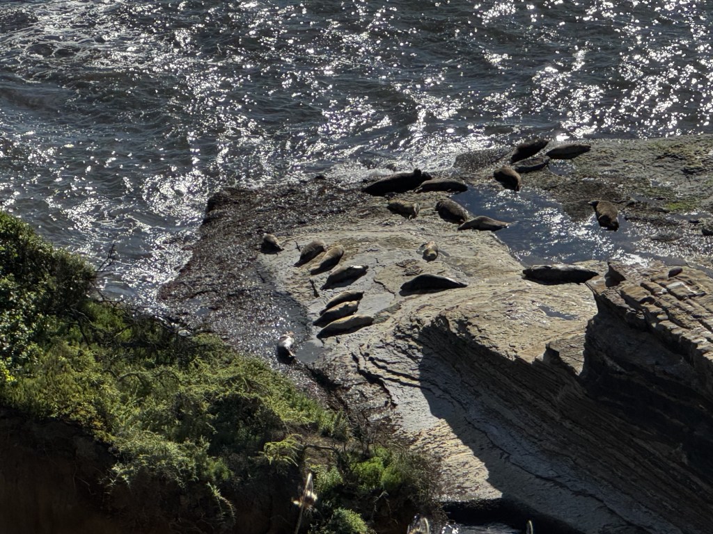 Several harbor seals are lying on sunlit, rocky coastal ledges beside rippling ocean water, with green vegetation along the cliffside in the foreground.