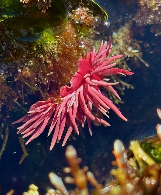 A bright pink sea slug with long, thin, spiky fronds floats in a tide pool among seaweed and rocks.