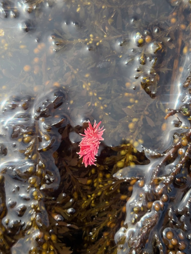 A small bright pink sea slug rests among dark brown seaweed and floating bubbles in a shallow tide pool.