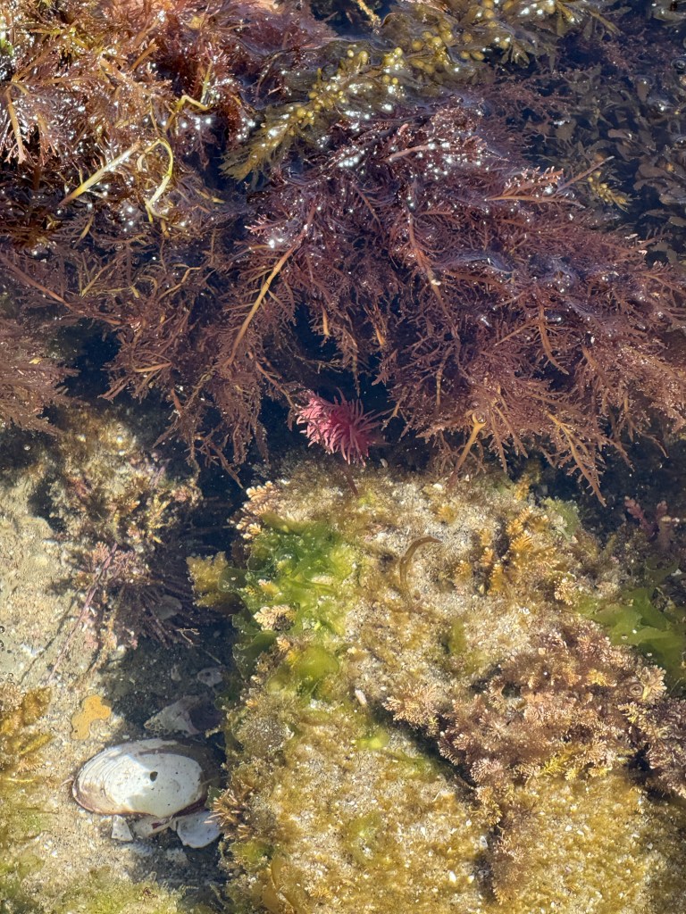 A tide pool with green and brown seaweed, a white seashell, and a small bright pink sea slug nestled among the darker seaweed.