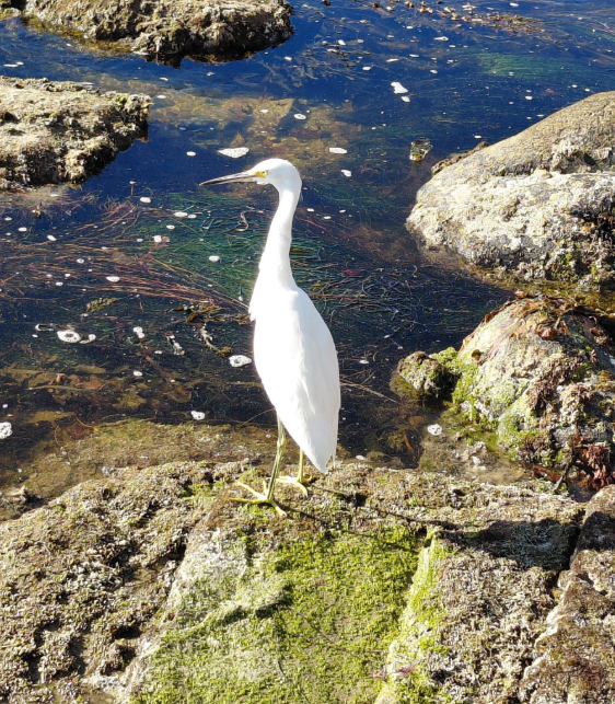 A white snowy egret stands on mossy rocks by the water, with its long neck extended and thin yellow legs, surrounded by dark blue tidal pools and scattered seaweed.