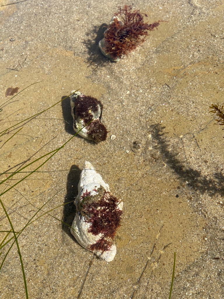 Three sea snails with algae-covered shells rest on sandy, shallow water. Long green seagrass strands and a patch of red seaweed add color to the clear, sunlit scene.