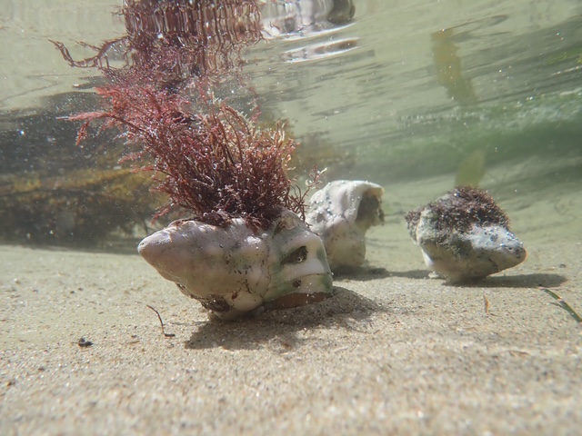Three underwater seashells rest on sandy seabed, with red and brown algae growing from them, gently swaying in the clear, shallow water.