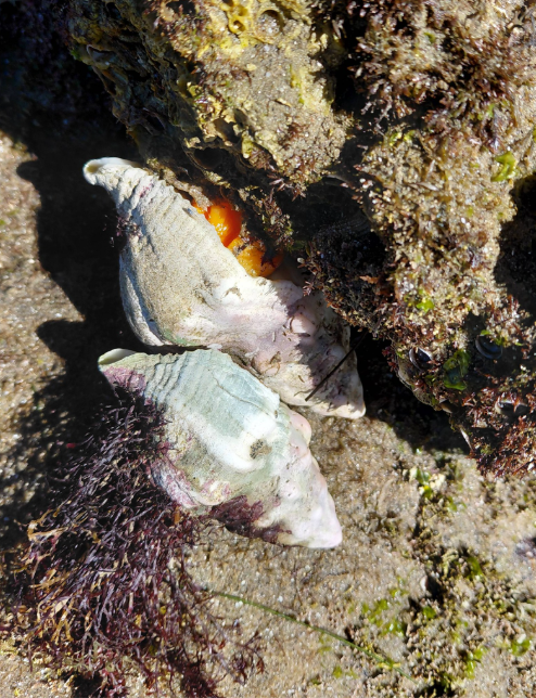 Two spiral sea snails cling to a rocky, algae-covered surface, with one showing a hint of bright orange from its body.