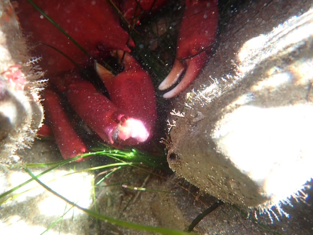 A bright red crab with large claws is tucked between underwater rocks and sea grass, partially hidden in the sunlight filtering through the water.