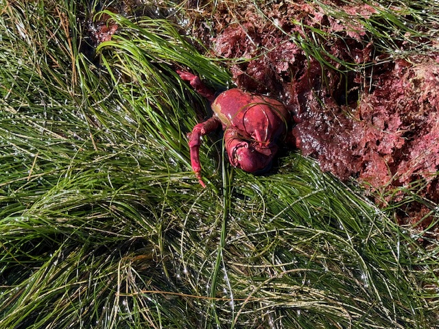 A bright red crab lies on green sea grass near a rocky, algae-covered shoreline, partially hidden among the strands.