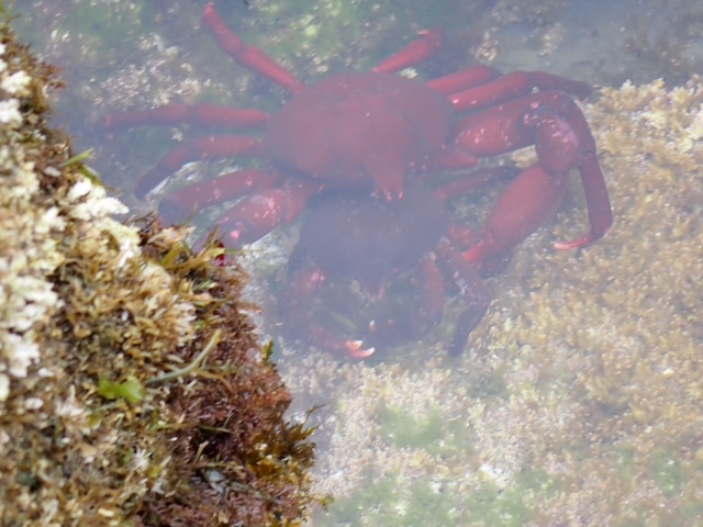Two reddish kelp crabs are partially submerged in clear tide pool water, clinging to each other near a rock covered with seaweed and algae.