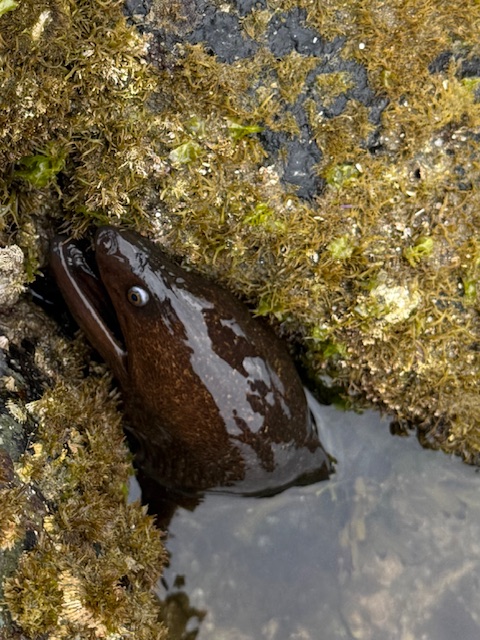 A brown moray eel peeks out from a rocky, moss-covered crevice, with its head partly submerged in shallow water.