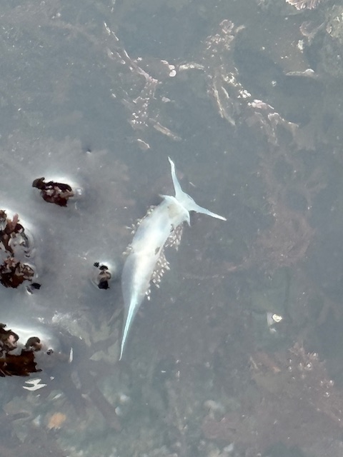 A translucent, pale sea slug with long pointed appendages floats in shallow water near patches of dark seaweed.