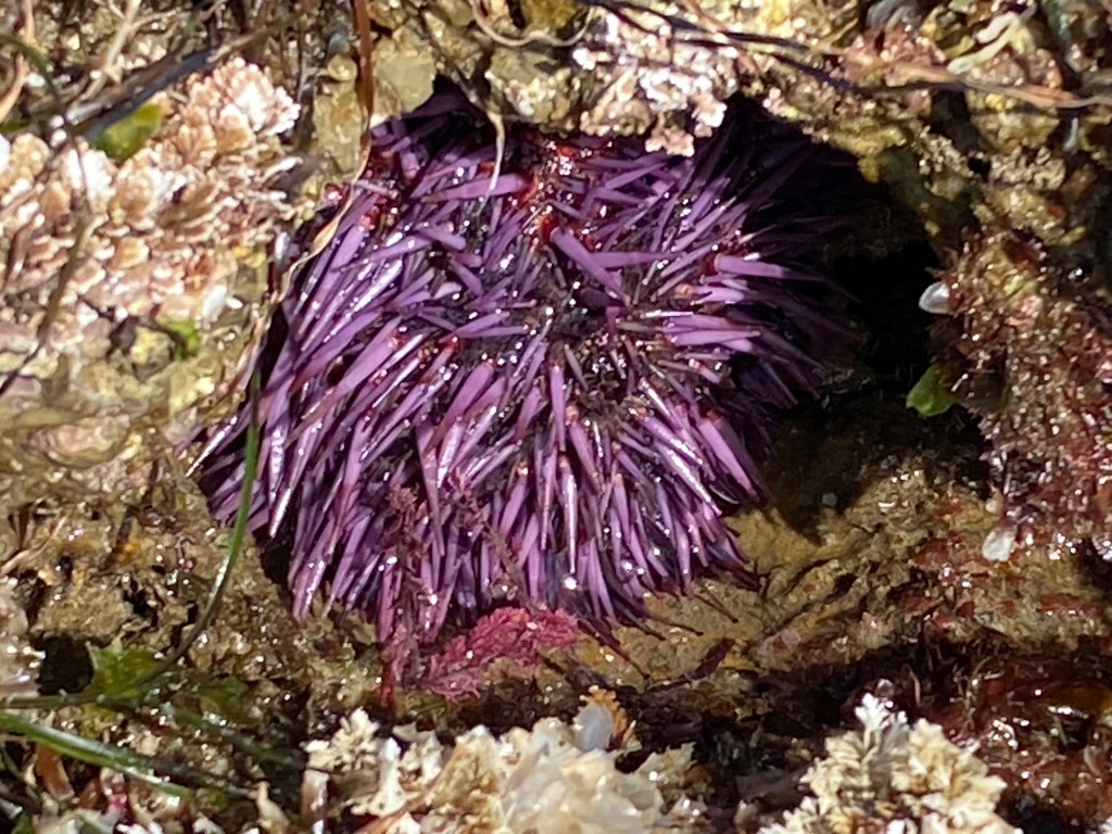 A bright purple sea urchin with sharp spines rests in a rocky tide pool crevice, surrounded by wet seaweed and barnacle-covered rocks.