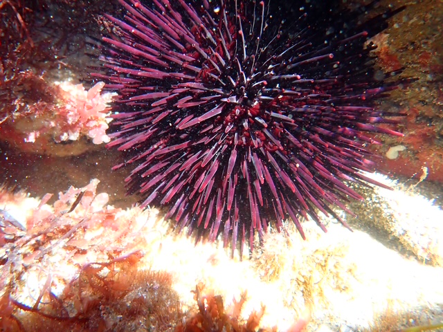 A dark purple sea urchin with long, sharp spines rests on a rocky ocean floor surrounded by pink and orange coral and seaweed, illuminated by sunlight.