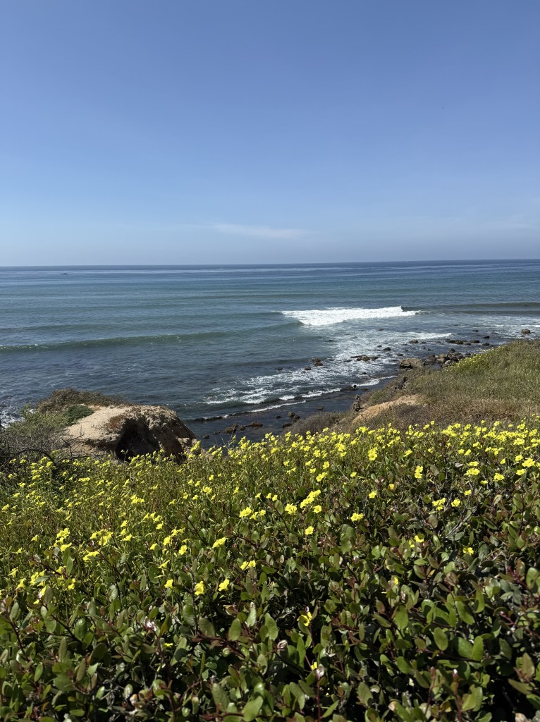 A bright coastal scene with yellow wildflowers in the foreground, gentle waves rolling onto a rocky shoreline, and a clear blue sky meeting the calm ocean horizon