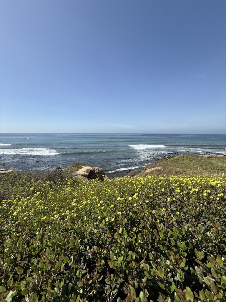 A bright coastal scene with clear blue sky, gentle ocean waves, rocky shore, and a foreground of green bushes dotted with small yellow flowers.