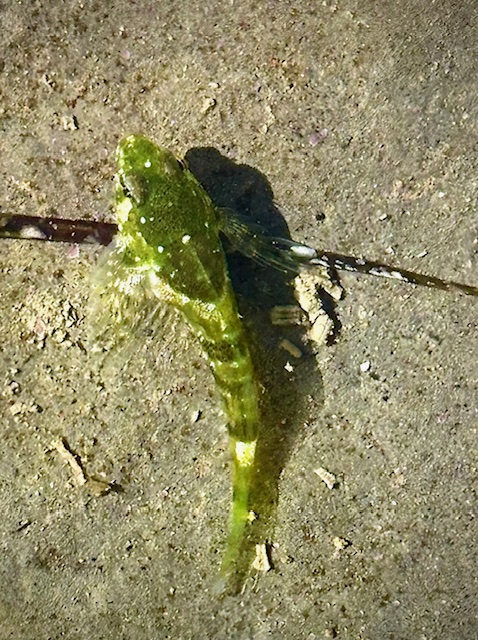 A small green fish with white spots lies on a sandy surface, its fins spread and tail extended, casting a faint shadow in the sunlight.