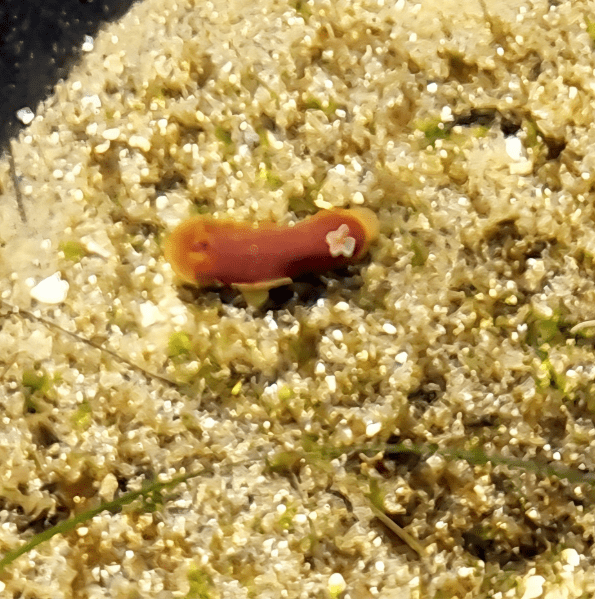 A small orange sea slug with a white star-shaped marking crawls on sandy, algae-speckled ground.