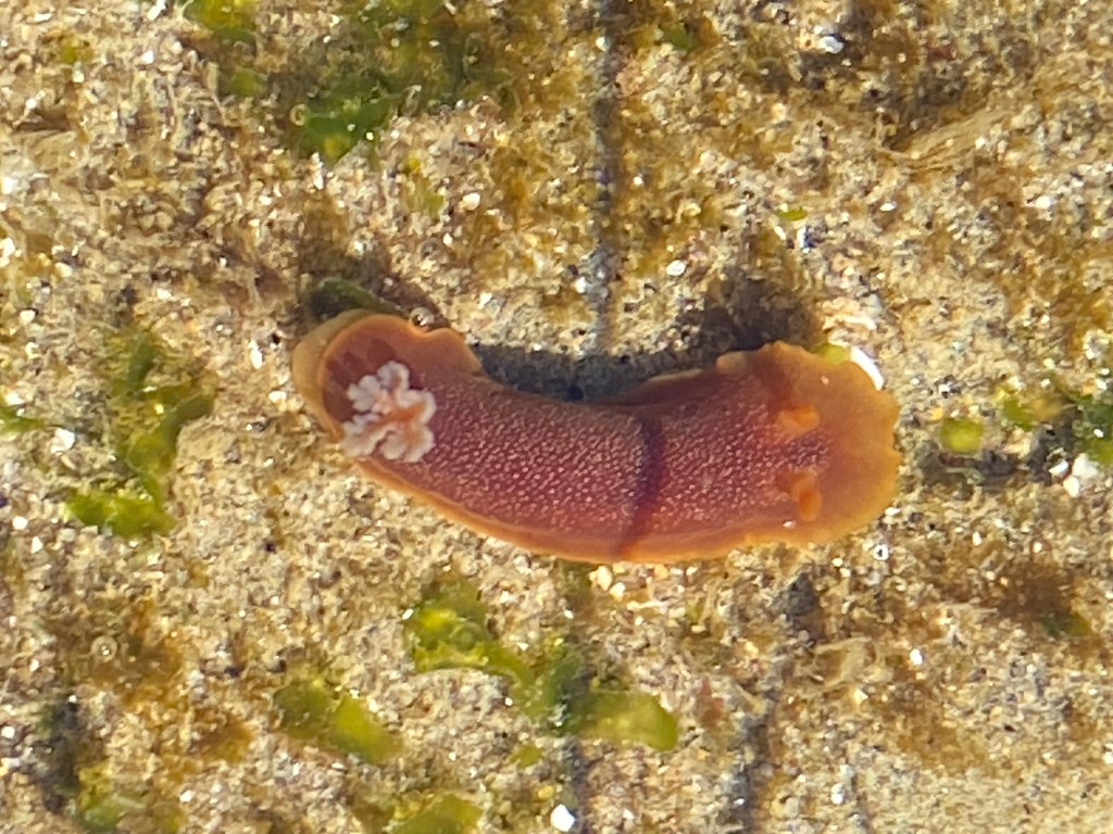 A small reddish-orange sea slug with a frilly white tuft on one end lies on wet sand among tiny patches of green algae.