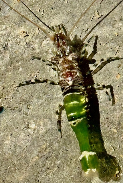 A small shrimp with a brown, speckled upper body and a bright green lower body lies on a rough, gray surface. Its antennae and legs are splayed out.