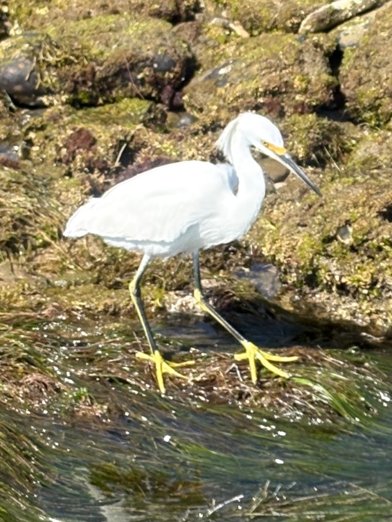 A white snowy egret with bright yellow feet and a slender black beak walks along mossy rocks at the water’s edge.
