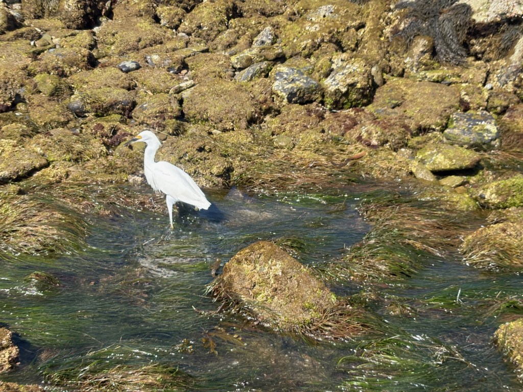 A white snowy egret stands in shallow water among seaweed and moss-covered rocks along a rocky shoreline.