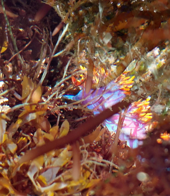 A vibrant purple sea slug with bright orange spikes hides among brown seaweed and rocky underwater plants.