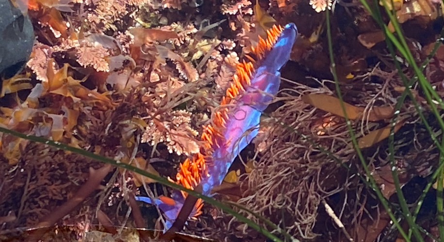 A vibrant purple and blue sea slug with bright orange spines crawls among brown and pink seaweed in a shallow tide pool.