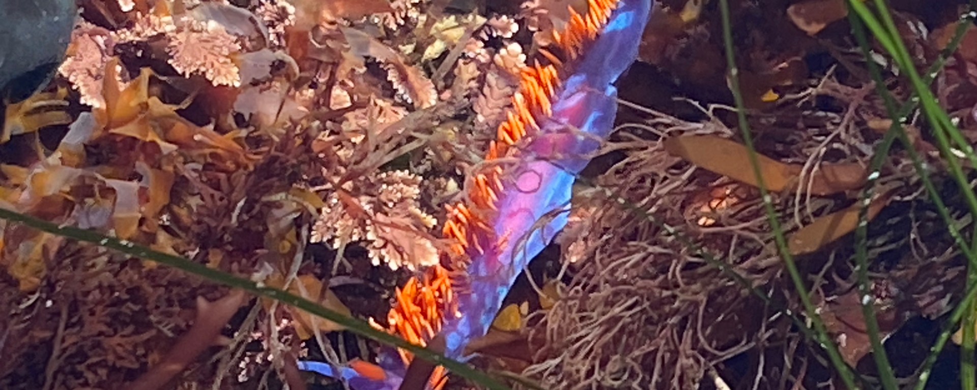 A vibrant purple and blue sea slug with bright orange spines crawls among brown and pink seaweed in a shallow tide pool.