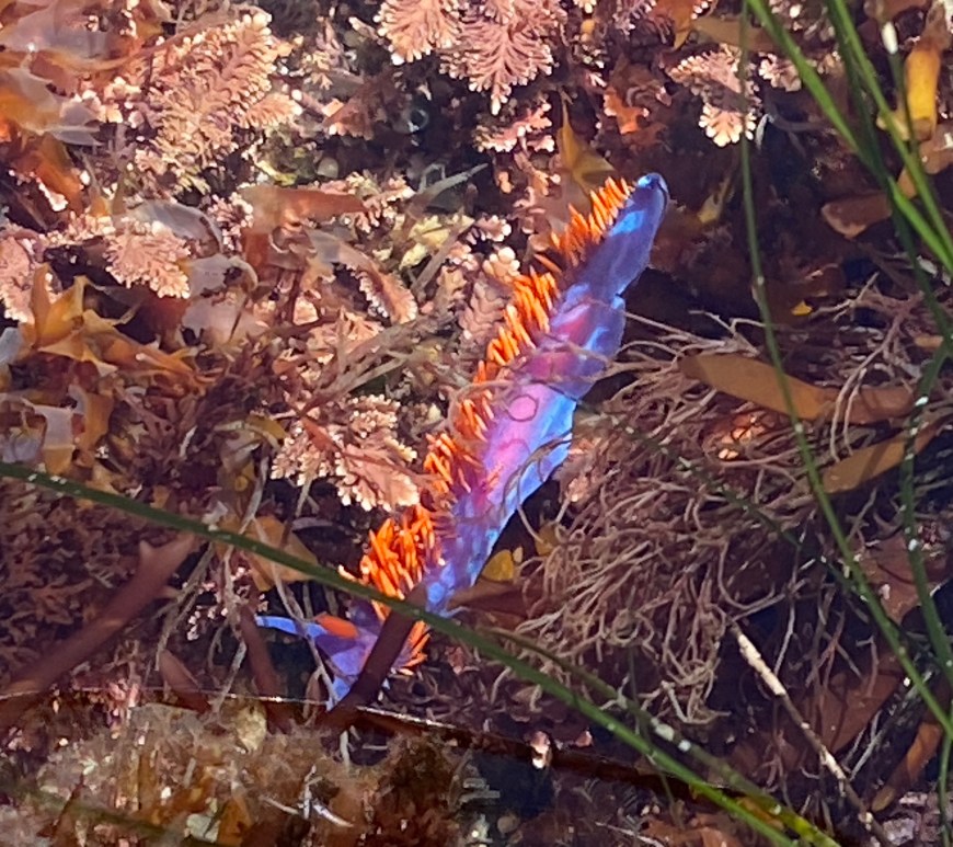 A vibrant purple and blue sea slug with bright orange spines crawls among brown and pink seaweed in a shallow tide pool.
