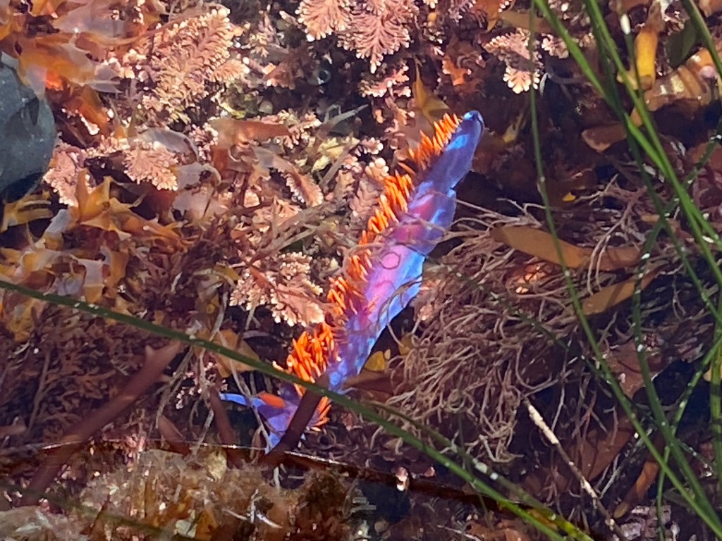 A vibrant purple and blue sea slug with bright orange spines crawls among brown and pink seaweed in a shallow tide pool.