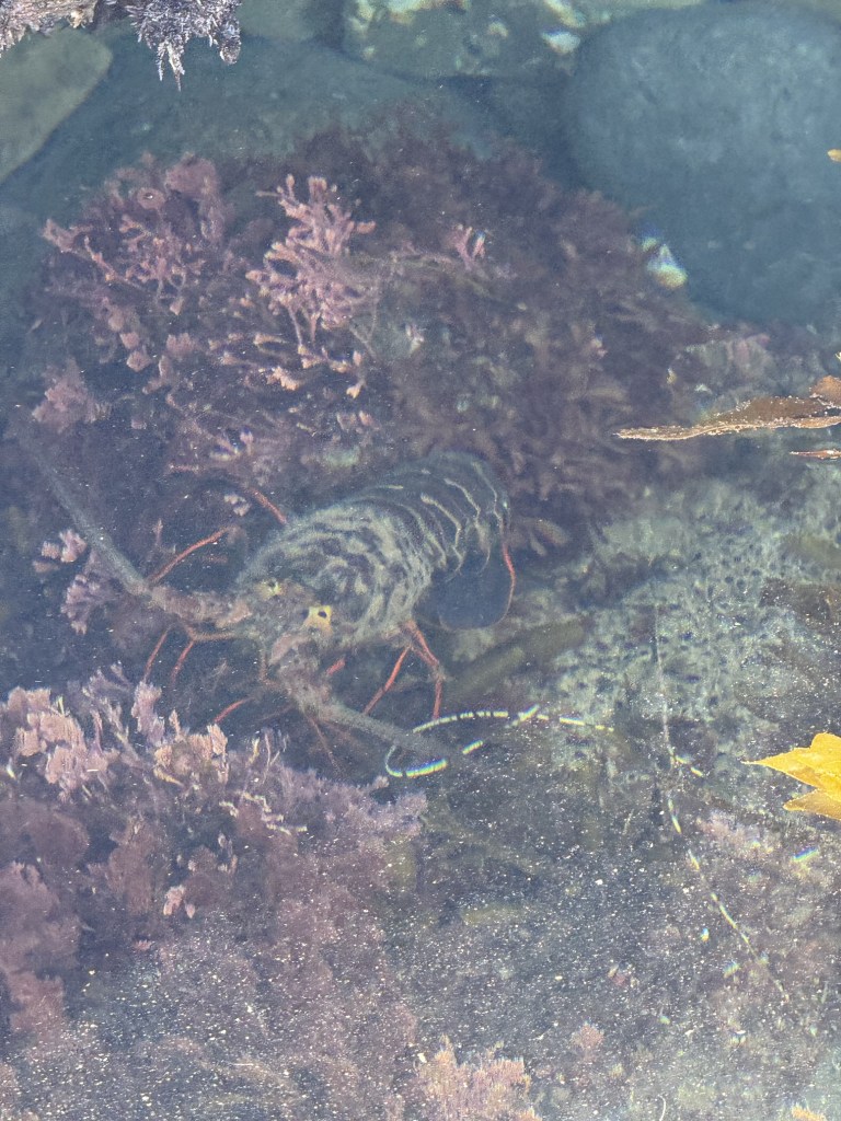 A spiny lobster hides among purple seaweed and rocks underwater, with its long antennae and legs visible through the clear, shallow water.