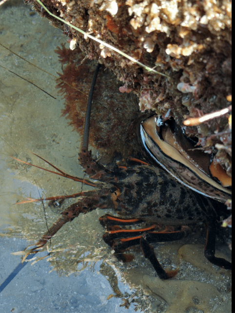 A spiny lobster rests in shallow water under a rocky ledge, partly hidden beside a large, dark-shelled keyhole limpet with seaweed and encrusting marine life around them.