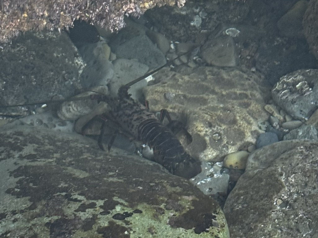 A spiny lobster rests among rocks in shallow water, blending with the brown and gray stones around it.