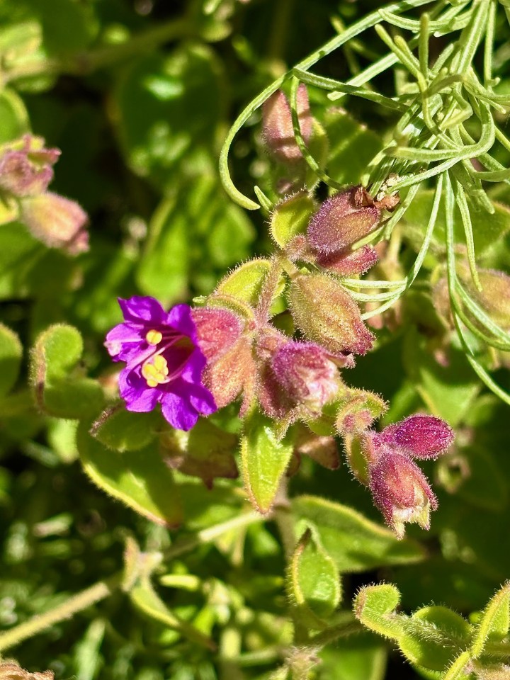 A tiny purple flower with yellow stamens blooms among fuzzy pink buds and small green leaves, surrounded by bright green foliage in sunlight.