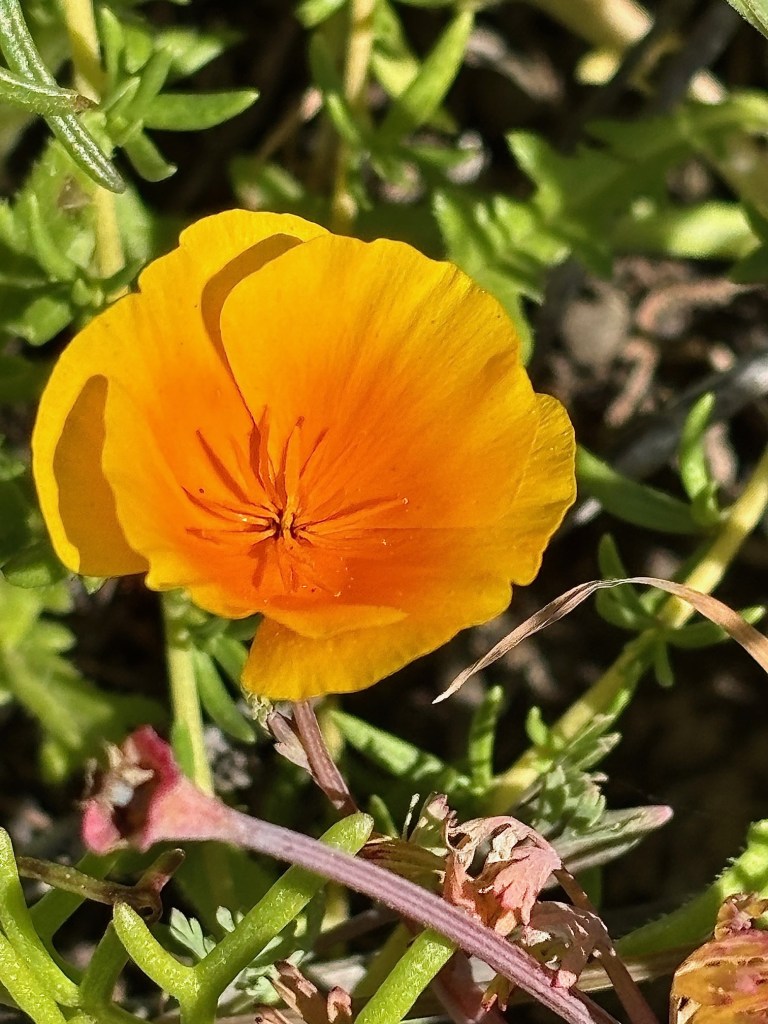 A bright orange poppy flower with delicate, cup-shaped petals blooms among green leaves and stems in sunlight.