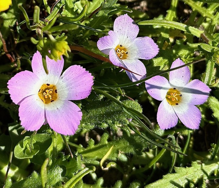 Three small, five-petaled flowers with soft pink tips and white centers surround bright yellow cores, set against green leaves and grass in sunlight.