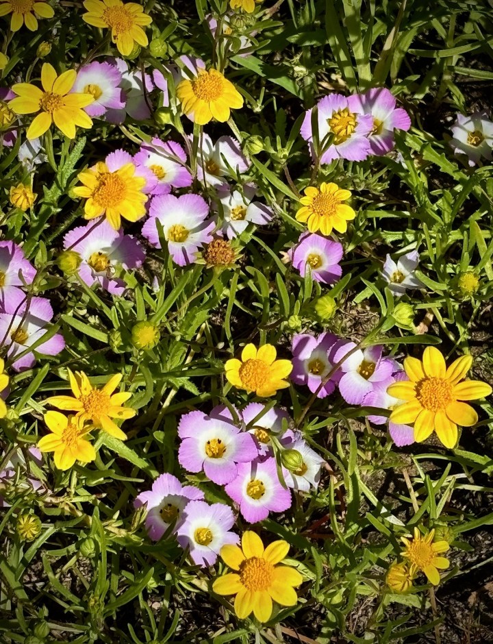 A cluster of small wildflowers with bright yellow blooms and delicate pink-and-white blossoms surrounded by green grass and thin leafy stems.