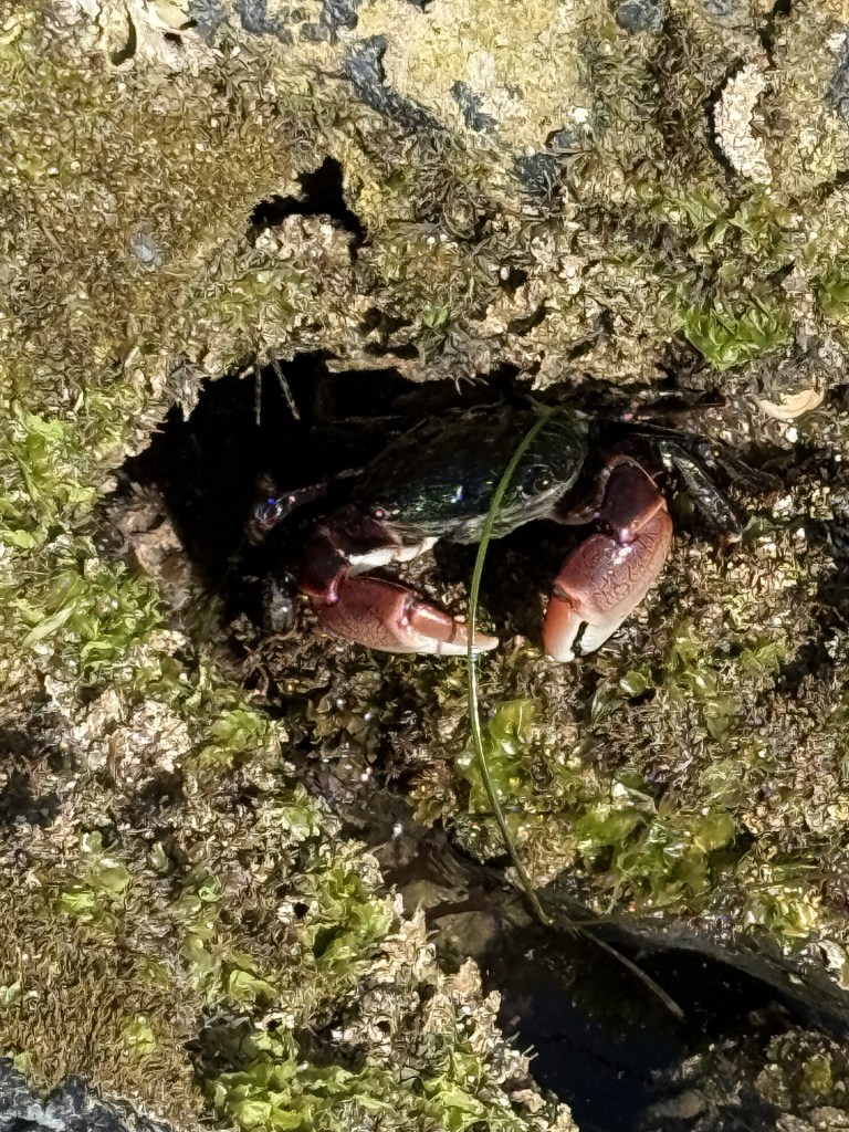 A small crab with dark green and reddish claws hides in a rocky crevice covered in moss and algae, with one claw slightly raised.