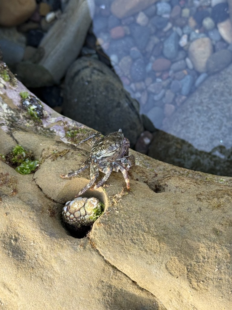 A small striped crab clings to a wet rock near a tide pool, with barnacles, green algae, and smooth pebbles visible in the shallow water below.