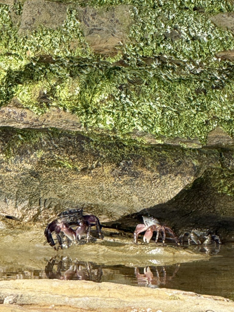 Several small crabs cling to wet rocks by a shallow tide pool, surrounded by green algae and moss.