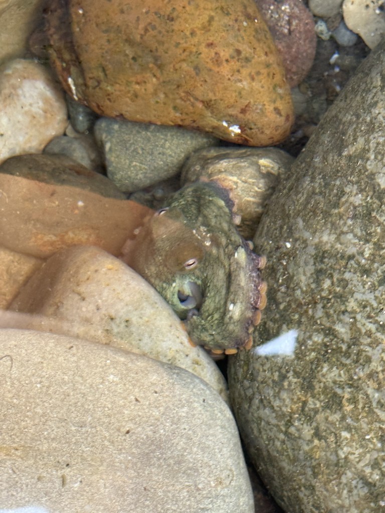 A small octopus is nestled among smooth, multicolored rocks underwater, blending in with its surroundings using its greenish, textured skin.
