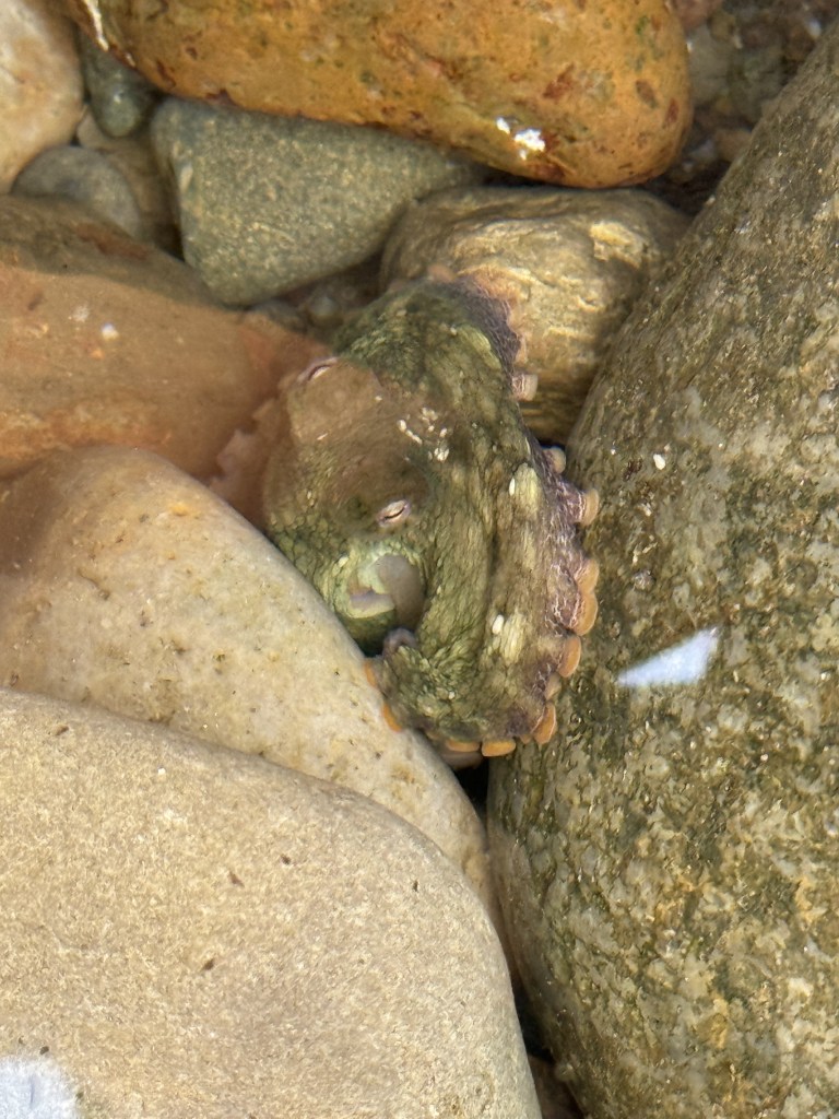 A small greenish octopus is camouflaged among smooth, wet rocks in shallow water, with part of its head and a few curled tentacles visible.