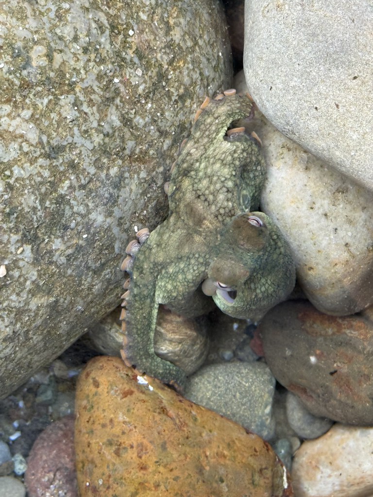 A small greenish octopus is camouflaged among wet, smooth rocks in shallow water, with its arms curled around the stones.