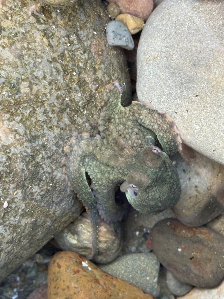 A small green octopus clings to wet rocks in shallow water, blending in with its textured, bumpy skin for camouflage.