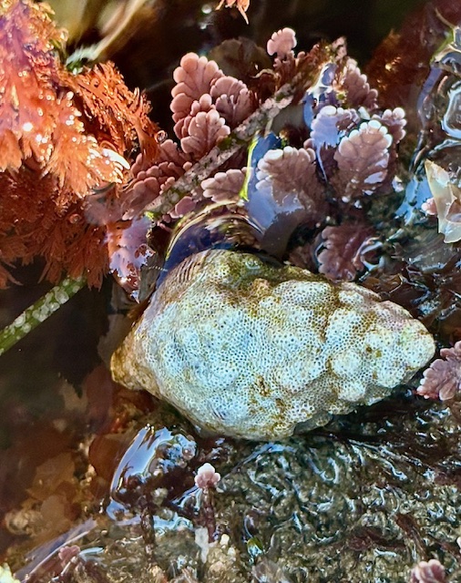 A textured, pale snail shell rests in shallow water among pink and red seaweed, with sunlight reflecting off the wet surfaces.