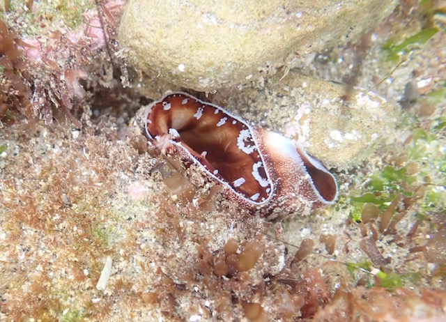 A small, brownish sea creature with a tube-like shell peeks out from rocky, algae-covered seabed, showing a patterned opening rimmed with white spots.