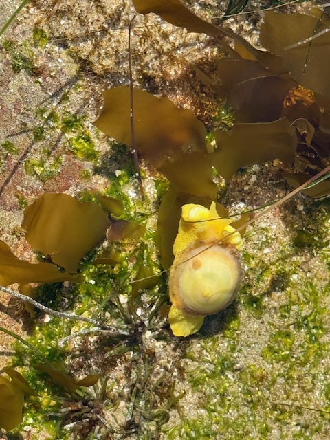 A small yellow sea slug with a round, umbrella-like shape rests on wet sand among green algae and brown seaweed.