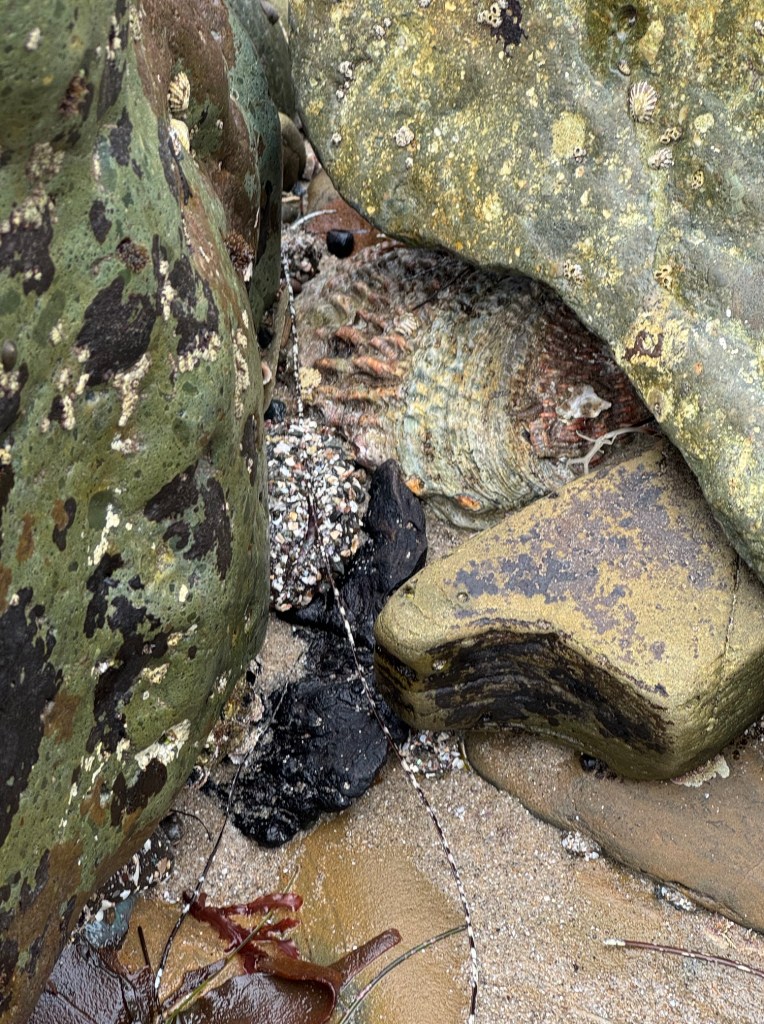 A large abalone shell is wedged between mossy, barnacle-covered rocks on a sandy beach with bits of seaweed and small black stones nearby.